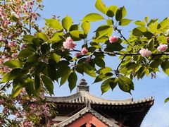 -西安青龙寺遗址景区