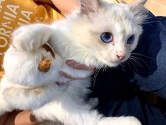 -瞄一喵猫咖(格力海岸店)