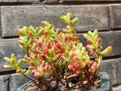 -马三妹跷脚牛肉(苏稽总店)