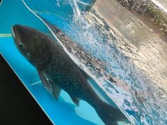 -老农民柴火灶鲜鱼馆