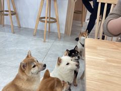 -柴犬小屋·柴餐厅·狗咖食堂(金鼎广场店)