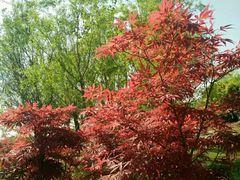 -白鹭湾湿地公园