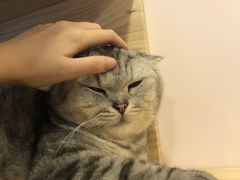 -猫咪派对(江南西店)