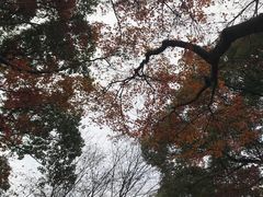 -秋霞圃