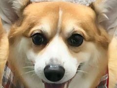 -御宝贝24h宠物医院·转诊中心·CT核磁血透中心(厦门总院)