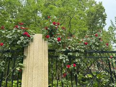 -徐家汇源景区-衡山公园