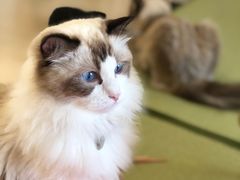 -猫在这儿猫咪咖啡馆·撸猫馆