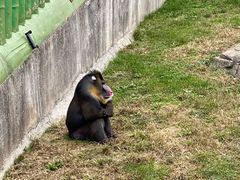 -大连森林动物园