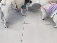 -怪兽屋·羊驼·猫咖·狗咖(俊华广场店)