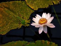 -国家植物园南园