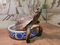 -上海大自然野生昆虫馆