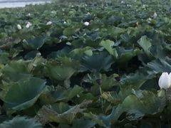 -七的湖·晚芳亭·阳澄湖农家菜·大闸蟹(莲花岛店)