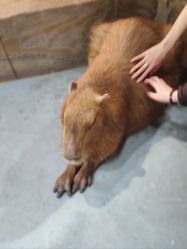 -Zoolung Zoolung动物主题公园(海信广场店)