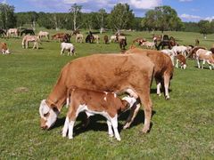 -塞罕坝国家级自然保护区