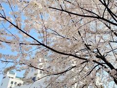 -武汉大学-樱园