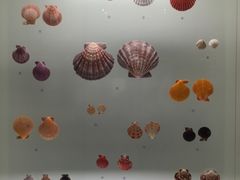 -青岛贝壳博物馆