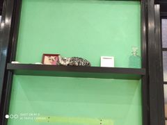 -猫色咖啡·猫咖