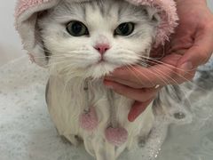 -momokira米努特·德文卷毛猫·棉花面纱犬