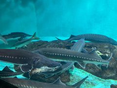 -太平洋海底世界