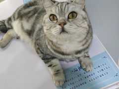 -喵的天空名猫咖啡馆·撸猫·猫舍·用品