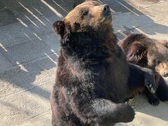 -西霞口神雕山野生动物世界