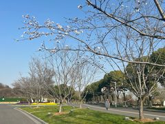 -羊山湖公园