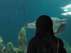 -广东惠东海龟国家级自然保护区