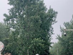 -合肥滨湖国家森林公园