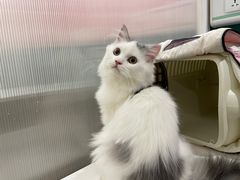 -猫大福·Fortune Cat猫舍(百子湾店)