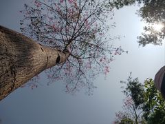 -广州市白云山风景名胜区