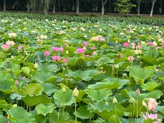 -荷塘月色湿地公园·向阳花洲