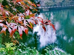 -之江大学-旧址