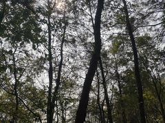 -南山植物园