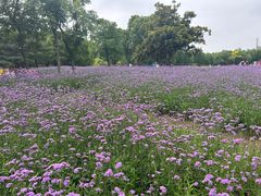 -上海滨江森林公园