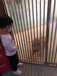 -未来动物城动物主题公园(大悦城店)