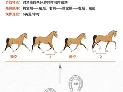-骑乐马术(广州奥体优托邦中心)