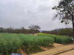 -天适樱花悠乐园