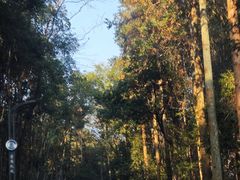 -江西阳明山国家森林公园