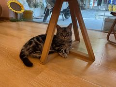 -猫咪派对(江南西店)