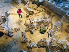 -自贡恐龙博物馆