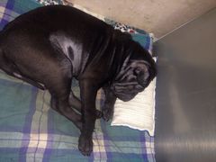 北京康乐宝动物医院-康乐宝动物医院