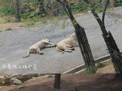 -大连森林动物园