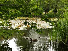 -北海道厅旧本厅舍(旧本庁舎)