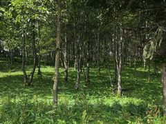 -石棉县孟获城