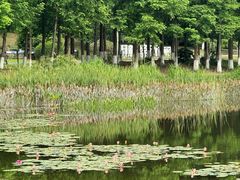 -白鹭湾湿地公园