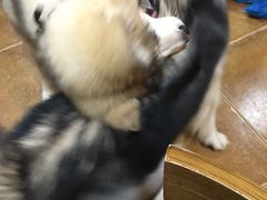 -李小姐の猫咖啡馆(五角场店)