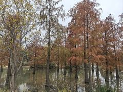 -上海长兴岛郊野公园