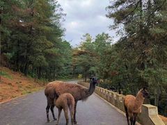 -云南野生动物园
