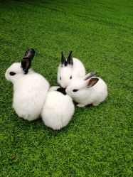 -萌宠亲子动物乐园(槐房万达店)