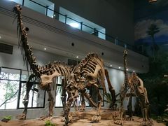 -自贡恐龙博物馆
